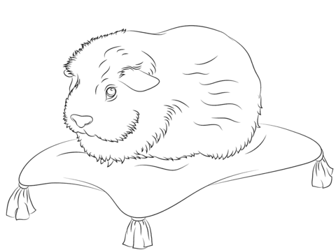 Cute Guinea Pig Sits On A Pillow Coloring Page